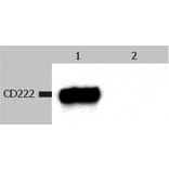 Western Blot - Anti-CD222 Antibody [MEM-238] (A85552) - Antibodies.com