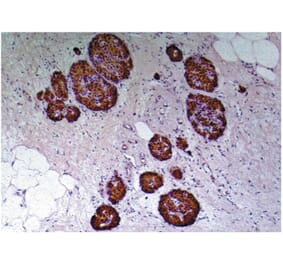 IHC - Anti-C Peptide Antibody [C-PEP-01] (A85562)