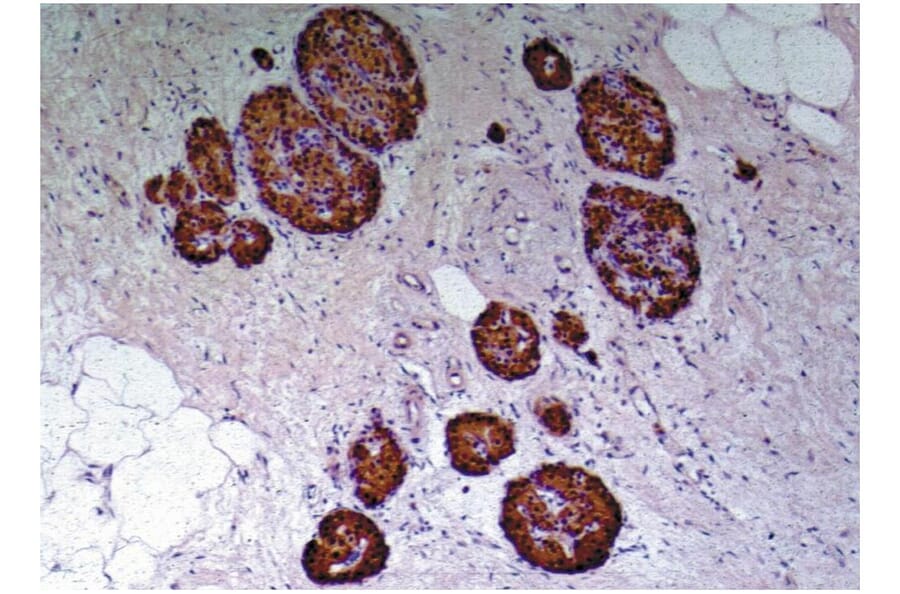 IHC - Anti-C Peptide Antibody [C-PEP-01] (A85562)