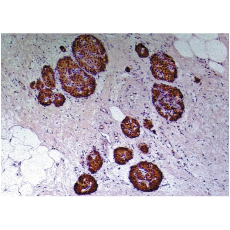 IHC - Anti-C Peptide Antibody [C-PEP-01] (A85562)