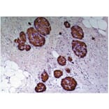 IHC - Anti-C Peptide Antibody [C-PEP-01] (A85562)