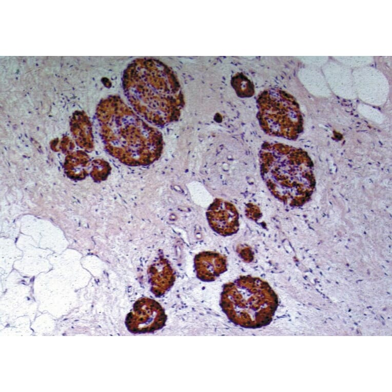 Immunohistochemistry - Anti-C Peptide Antibody [C-PEP-01] (A85561) - Antibodies.com