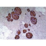 Immunohistochemistry - Anti-C Peptide Antibody [C-PEP-01] (A85561) - Antibodies.com