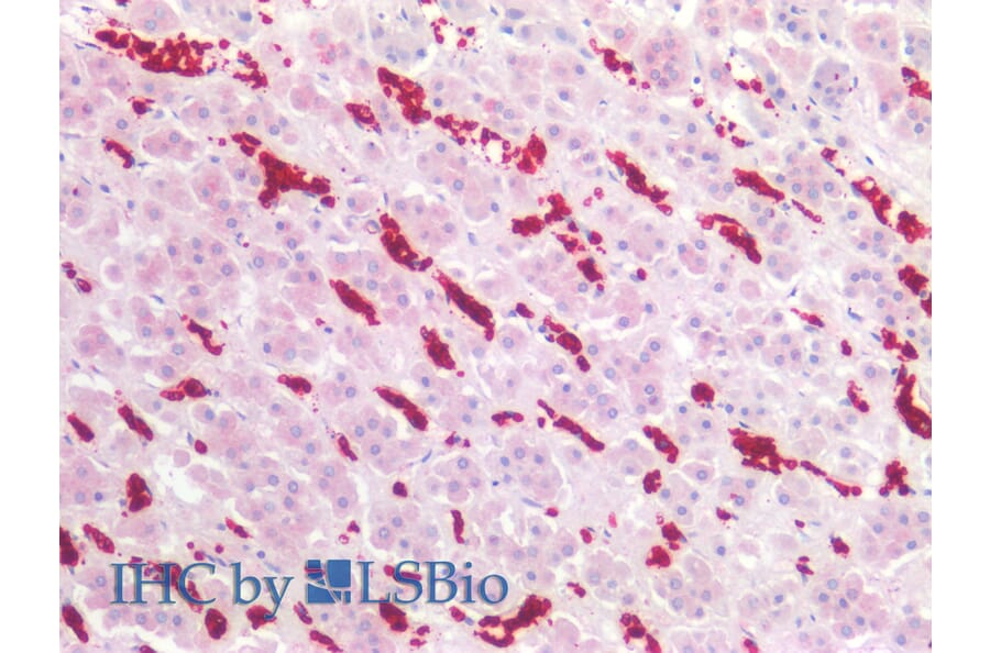 IHC - Anti-Glycophorin A Antibody [JC159] (A85569)