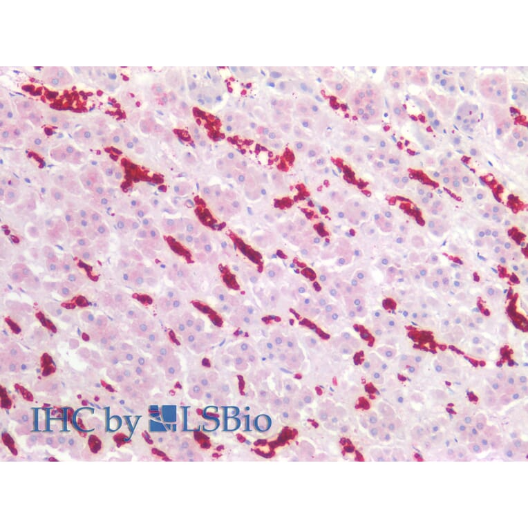 IHC - Anti-Glycophorin A Antibody [JC159] (A85569)