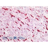 IHC - Anti-Glycophorin A Antibody [JC159] (A85569)