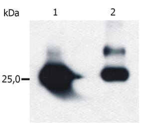 WB - Anti-GST Antibody [S-tag-05] (A85570)