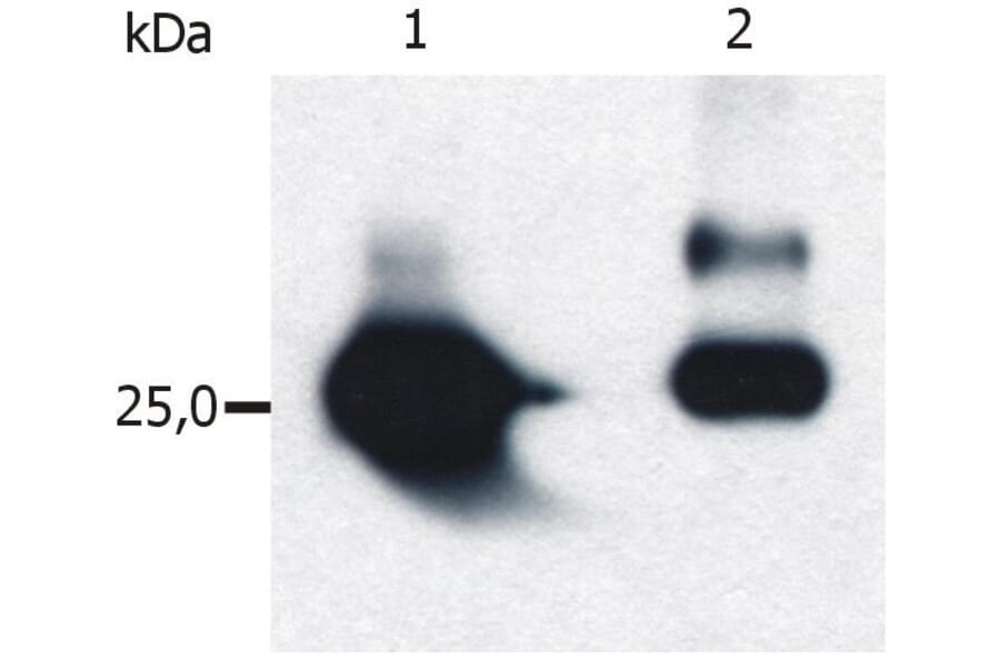 WB - Anti-GST Antibody [S-tag-05] (A85570)