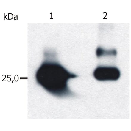 WB - Anti-GST Antibody [S-tag-05] (A85570)