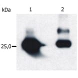 WB - Anti-GST Antibody [S-tag-05] (A85570)