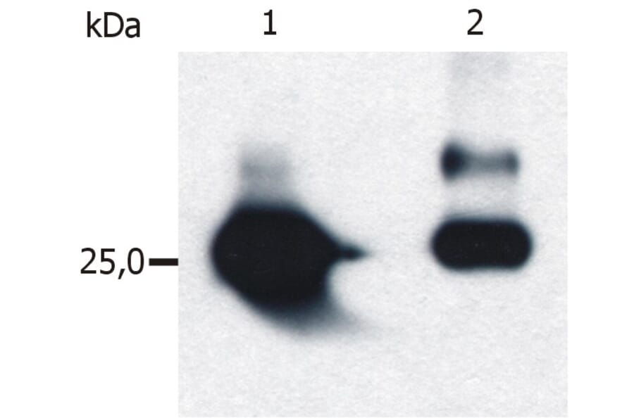 Western Blot - Anti-GST Tag Antibody [S-tag-05] (A85569) - Antibodies.com