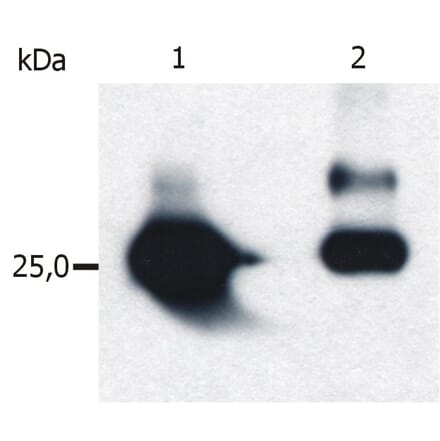 Western Blot - Anti-GST Tag Antibody [S-tag-05] (A85569) - Antibodies.com