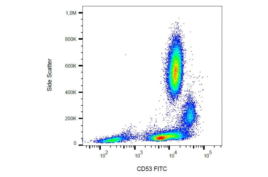 Flow Cytometry - Anti-CD53 Antibody [MEM-53] (FITC) (A85590)