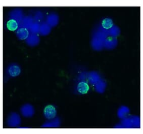 ICC - Anti-CD45R Antibody [IVA103] (A85593)