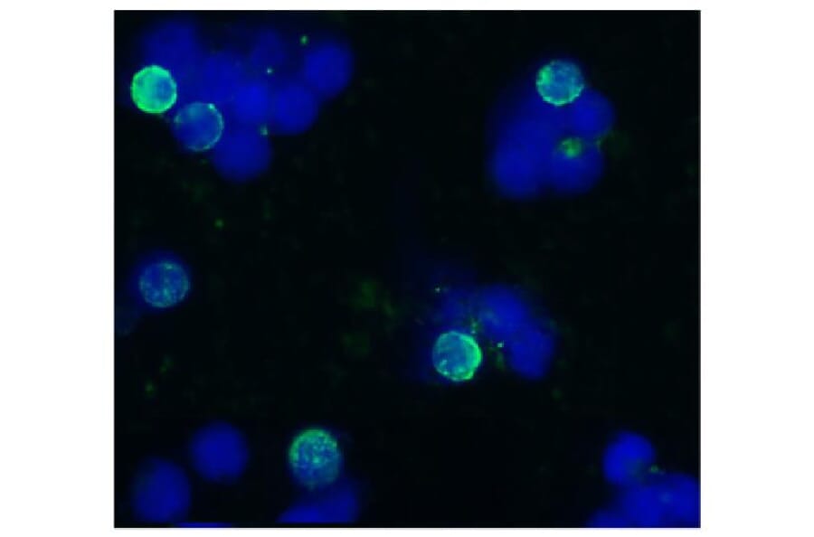ICC - Anti-CD45R Antibody [IVA103] (A85593)