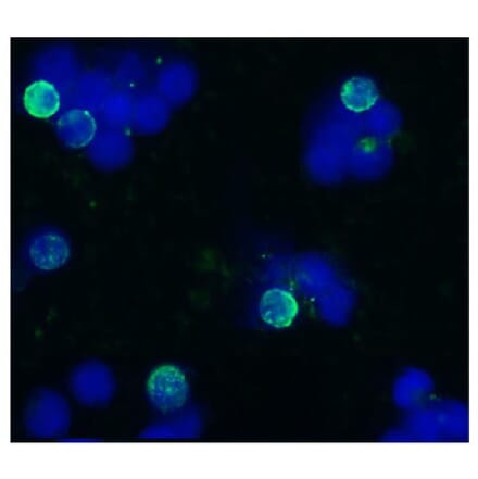 ICC - Anti-CD45R Antibody [IVA103] (A85593)