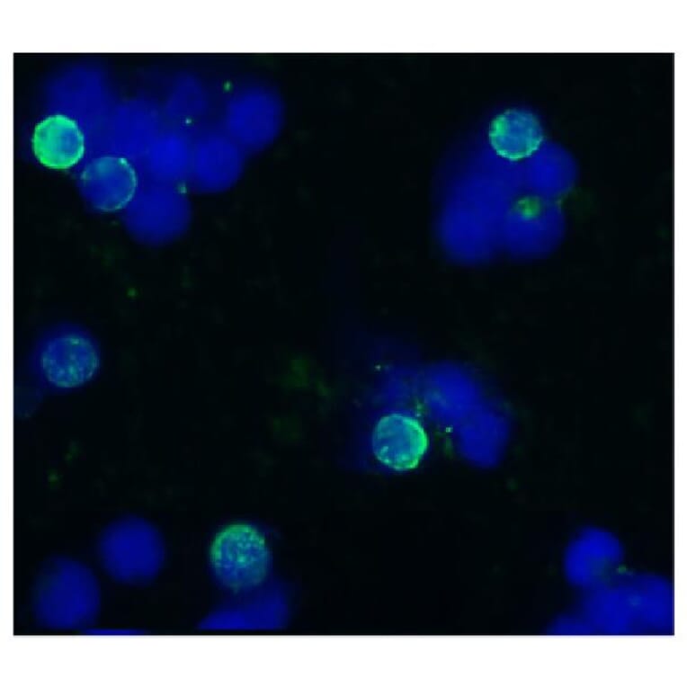 ICC - Anti-CD45R Antibody [IVA103] (A85593)