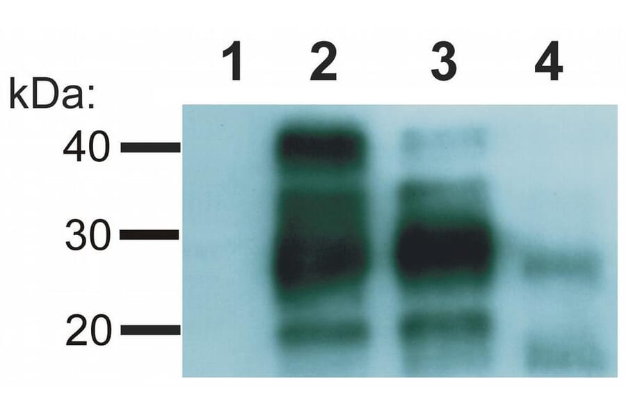 WB - Anti-Prion Protein PrP Antibody [EM-20] (A85596)