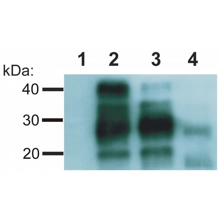 WB - Anti-Prion Protein PrP Antibody [EM-20] (A85596)