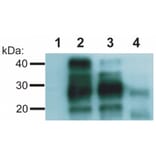 WB - Anti-Prion Protein PrP Antibody [EM-20] (A85596)