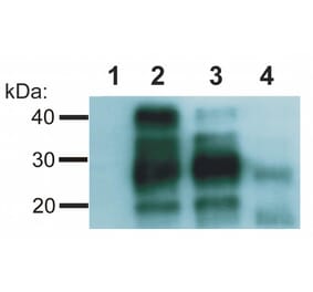Western Blot - Anti-Prion Protein PrP Antibody [EM-20] (A85591) - Antibodies.com