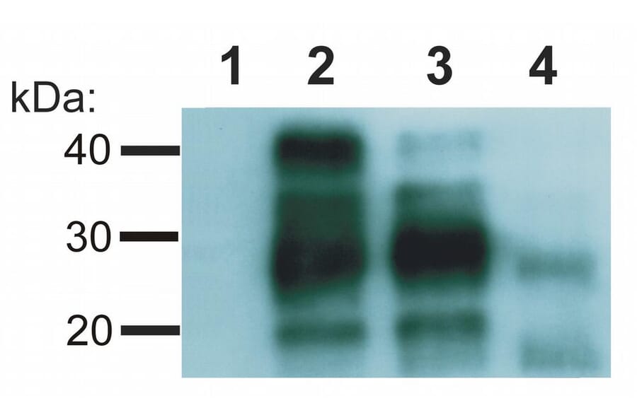 Western Blot - Anti-Prion Protein PrP Antibody [EM-20] (A85591) - Antibodies.com