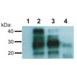 Western Blot - Anti-Prion Protein PrP Antibody [EM-20] (A85591) - Antibodies.com