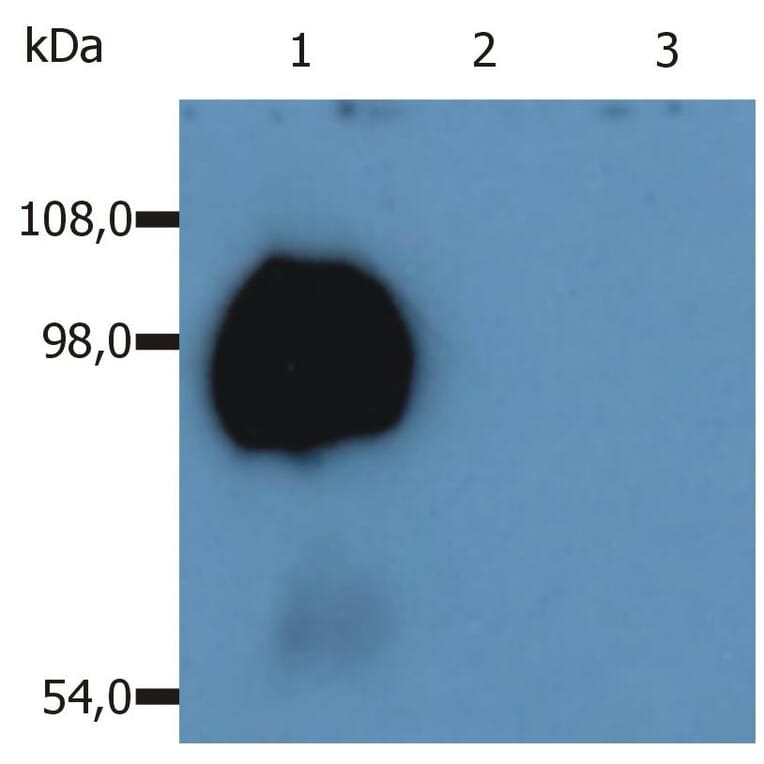 WB - Anti-CD43 Antibody [MEM-59] (A85600)