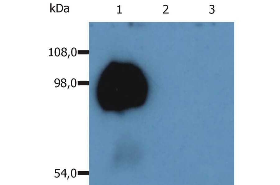 Western Blot - Anti-CD43 Antibody [MEM-59] (A85600) - Antibodies.com
