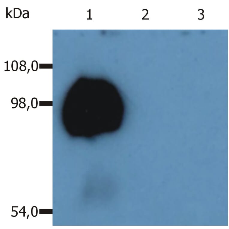 Western Blot - Anti-CD43 Antibody [MEM-59] (A85600) - Antibodies.com