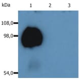 Western Blot - Anti-CD43 Antibody [MEM-59] (A85600) - Antibodies.com