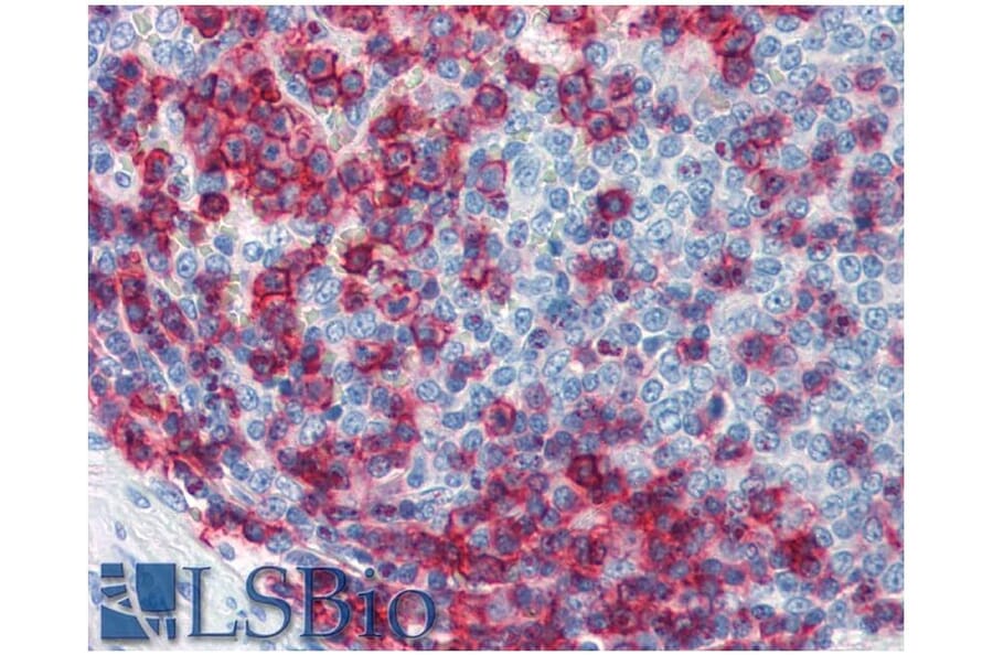 IHC - Anti-CD43 Antibody [MEM-59] - Low endotoxin, Azide free (A85602)