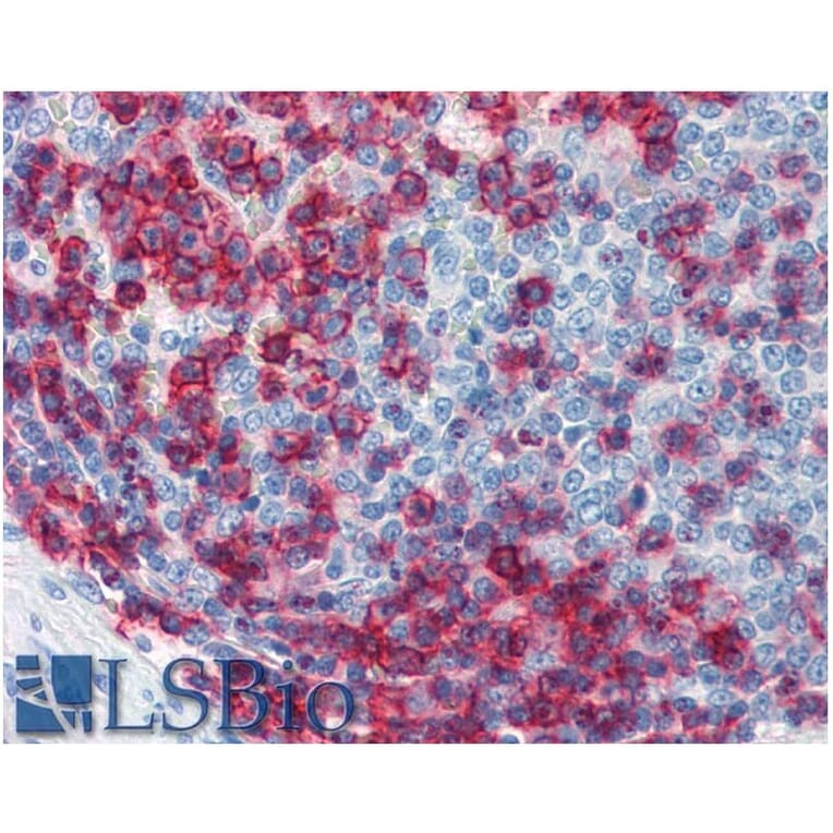 IHC - Anti-CD43 Antibody [MEM-59] - Low endotoxin, Azide free (A85602)