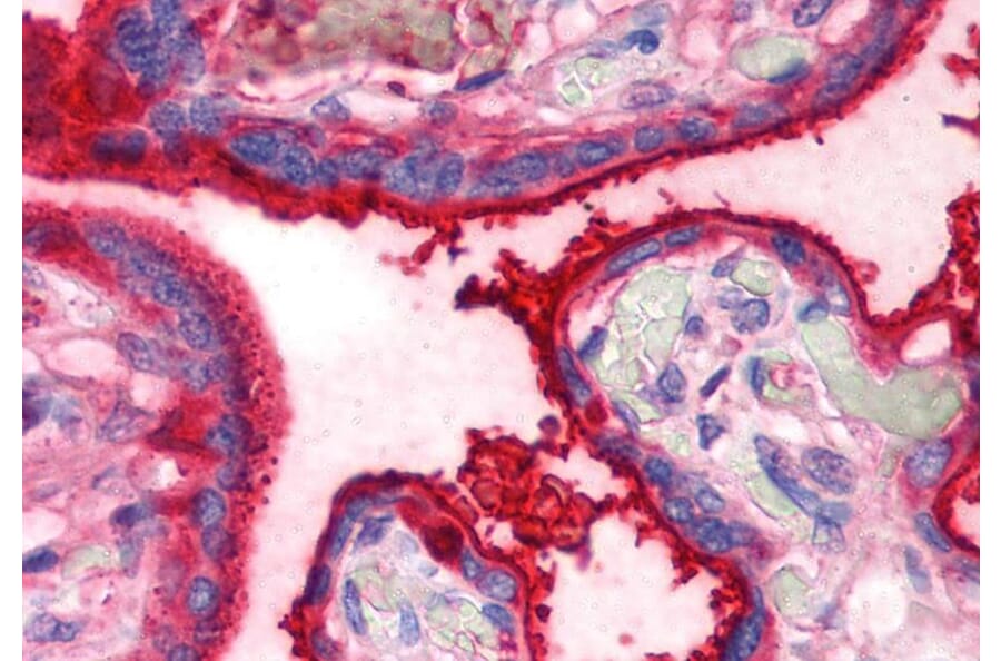 IHC - Anti-Transferrin Antibody [HTF-14] (A85619)