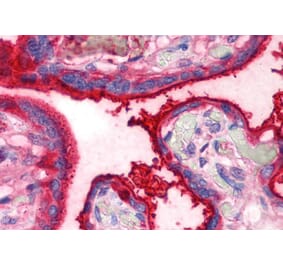 IHC - Anti-Transferrin Antibody [HTF-14] - Low endotoxin, Azide free (A85625)