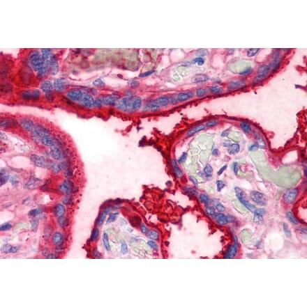IHC - Anti-Transferrin Antibody [HTF-14] - Low endotoxin, Azide free (A85625)