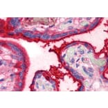 IHC - Anti-Transferrin Antibody [HTF-14] - Low endotoxin, Azide free (A85625)