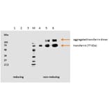 WB - Anti-Transferrin Antibody [HTF-14] - Low endotoxin, Azide free (A85625)