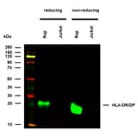 WB - Anti-HLA DR + HLA DP Antibody [MEM-136] (A85630)