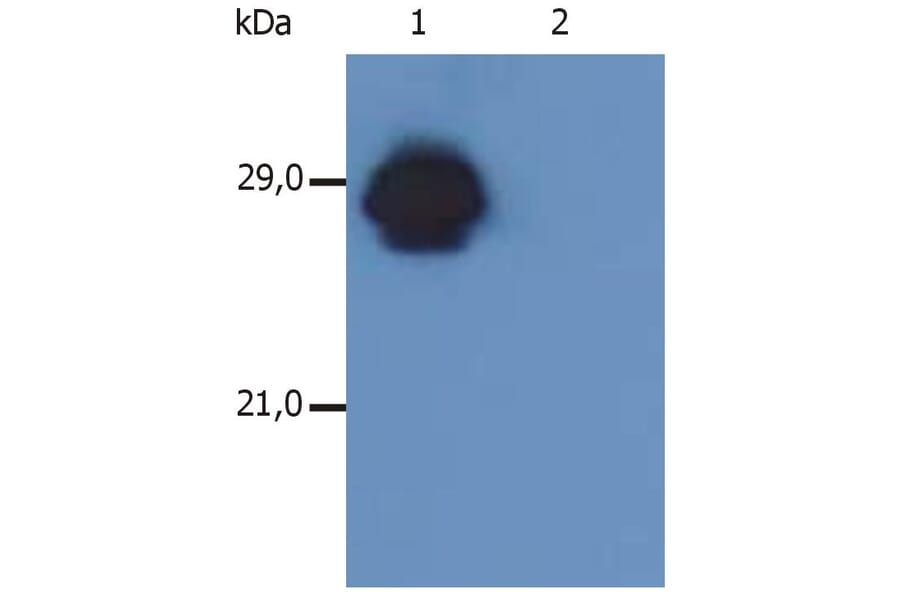 WB - Anti-HLA DR + HLA DP Antibody [MEM-136] (A85630)
