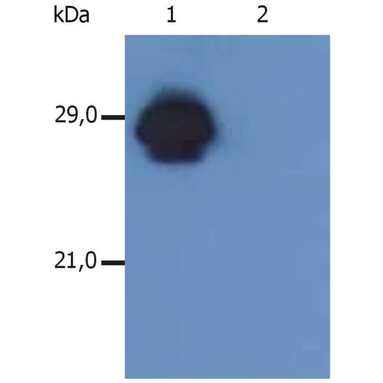 WB - Anti-HLA DR + HLA DP Antibody [MEM-136] (A85630)