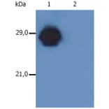 WB - Anti-HLA DR + HLA DP Antibody [MEM-136] (A85630)