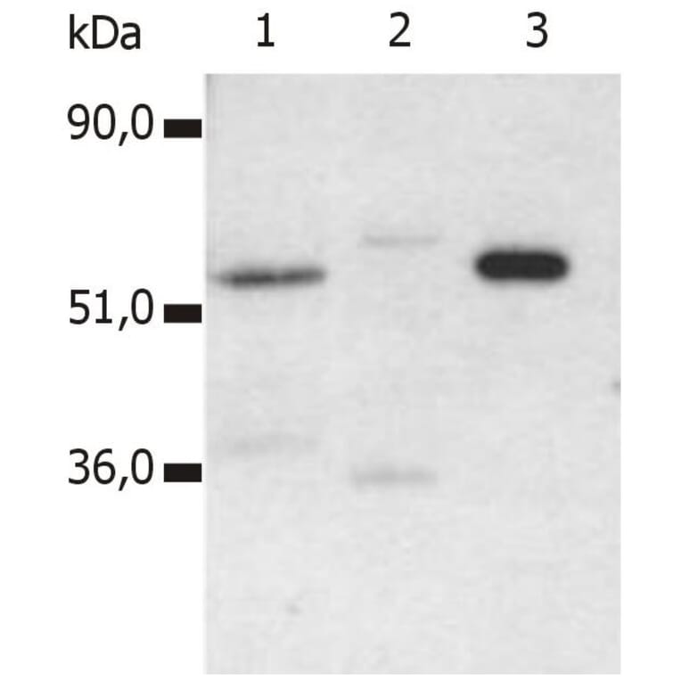 IP - Anti-CD4 Antibody [MEM-115] (A85638)