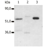 IP - Anti-CD4 Antibody [MEM-115] (A85638)