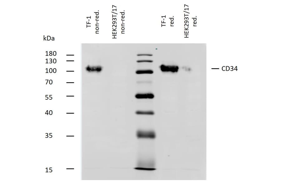WB - Anti-CD34 Antibody [QBEnd-10] - BSA and Azide free (A85659)