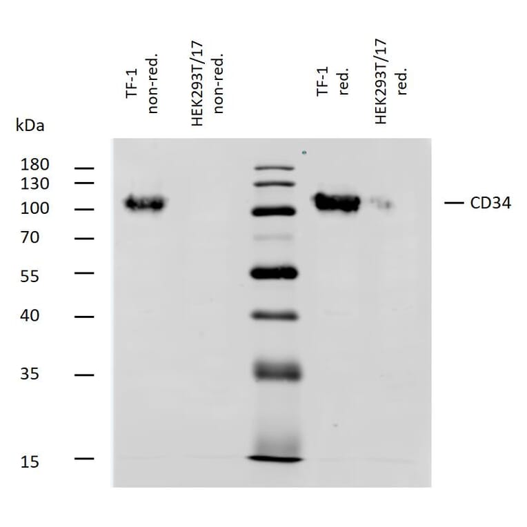 WB - Anti-CD34 Antibody [QBEnd-10] - BSA and Azide free (A85659)
