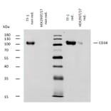 WB - Anti-CD34 Antibody [QBEnd-10] - BSA and Azide free (A85659)