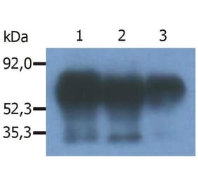 IP - Anti-PAG1 Antibody [PAG-C1] (A85668)