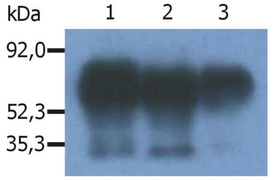 IP - Anti-PAG1 Antibody [PAG-C1] (A85668)