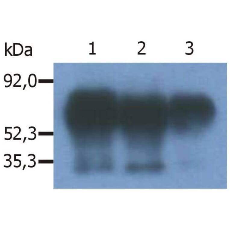 IP - Anti-PAG1 Antibody [PAG-C1] (A85668)